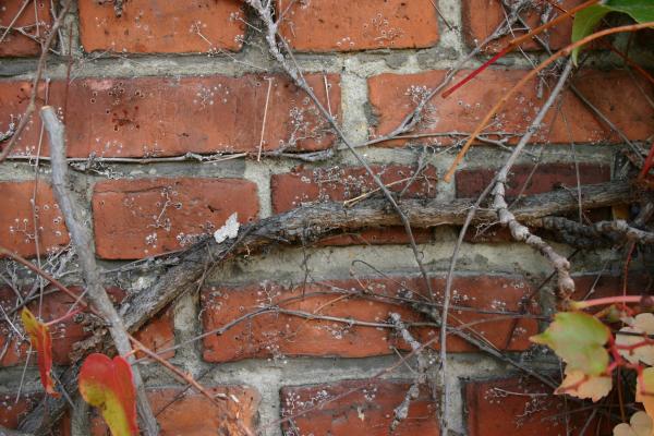 Plant on a brick wall