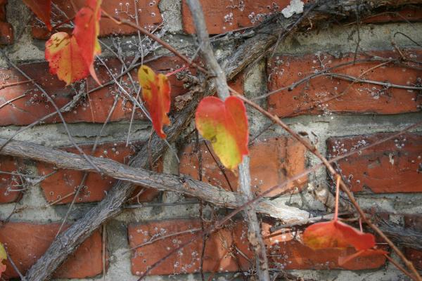 Plant on a brick wall