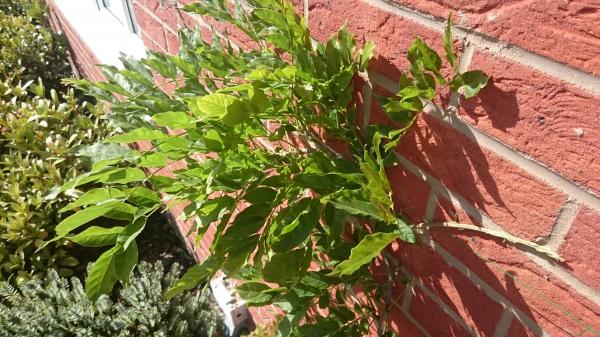 Plant strangles another