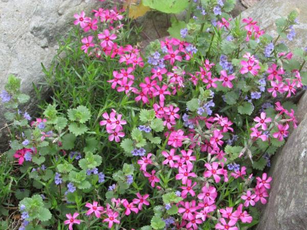Tiny pink flowers