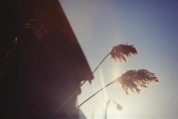 Plants