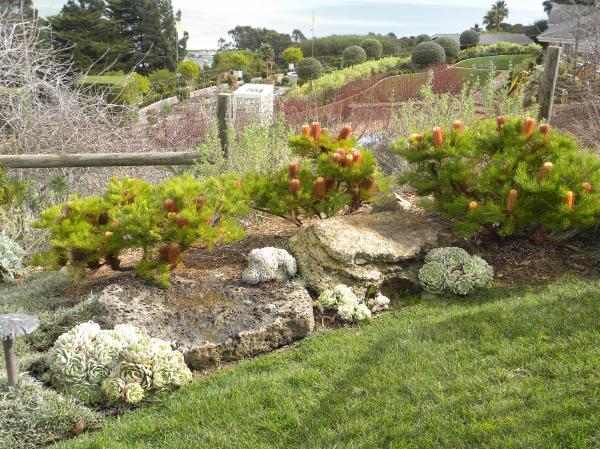 Plants and Boulders