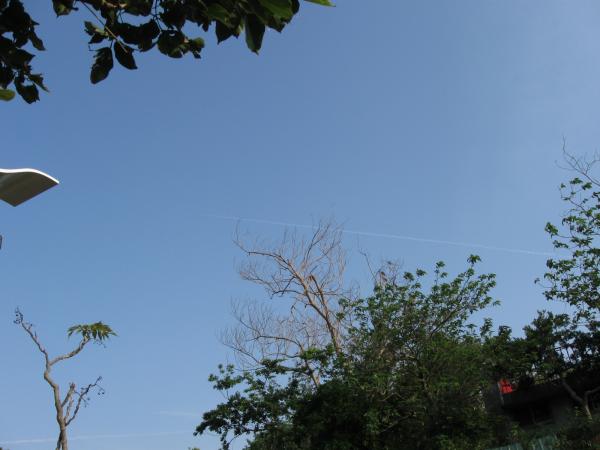 Plants and clear sky