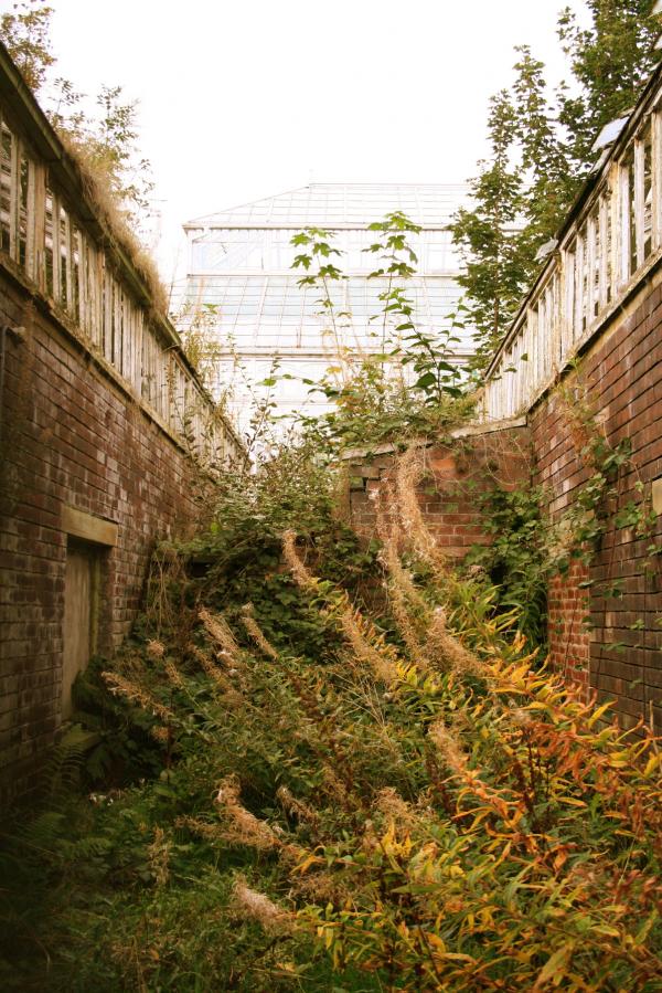 Plants between brick houses
