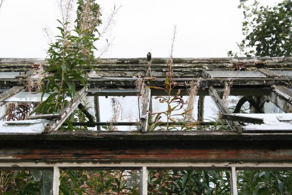 Plants growing out of an old house