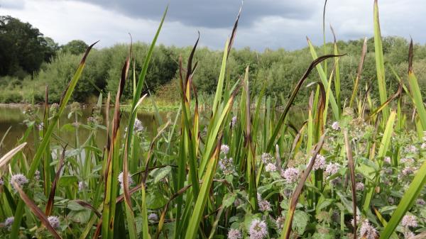 Plants in a Pond in Southampton