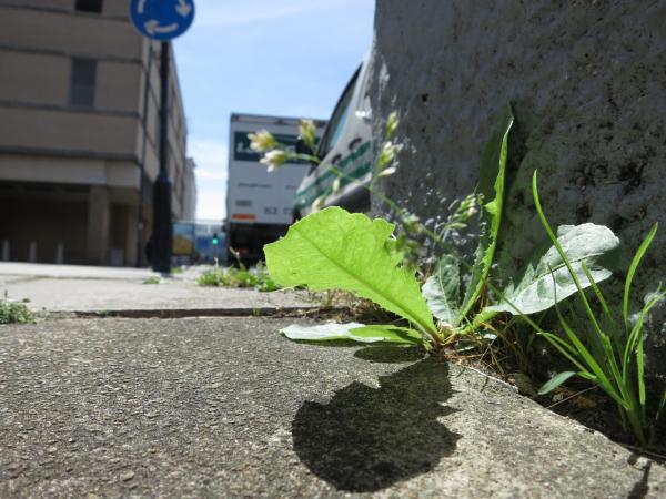 Plants in Southampton