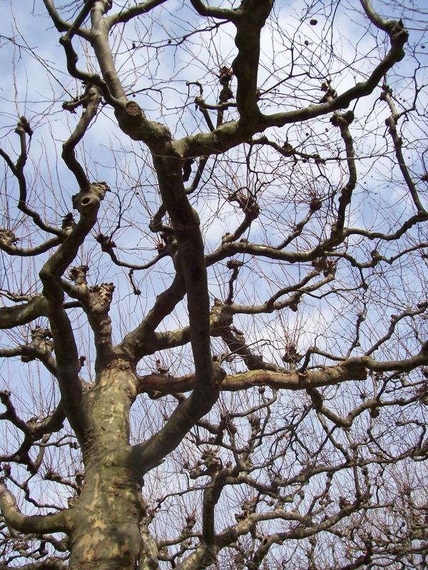 Play of branches II