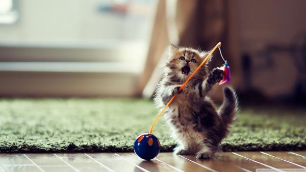 Playing kitty