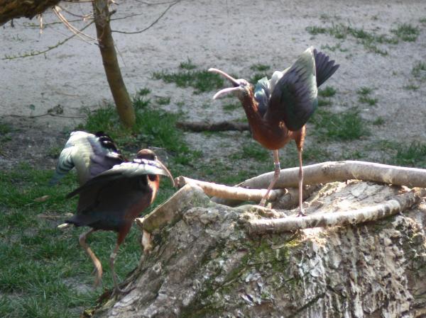Plegadis falcinellus - angry bird