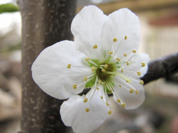 Plum flower blossom
