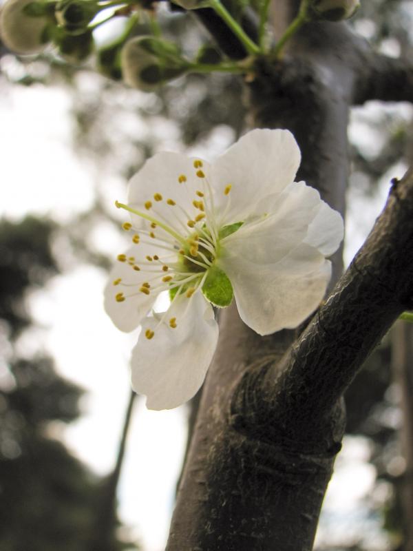 Plum flower blossom