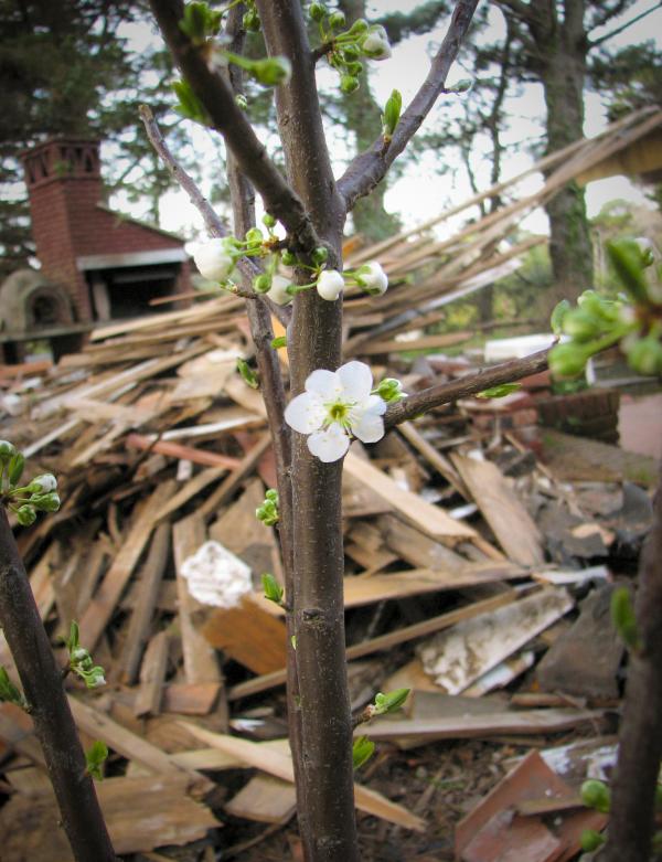 Plum flower blossom