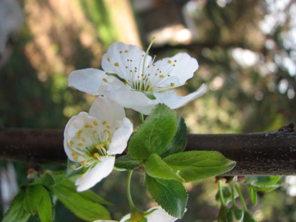 Plum flower blossom