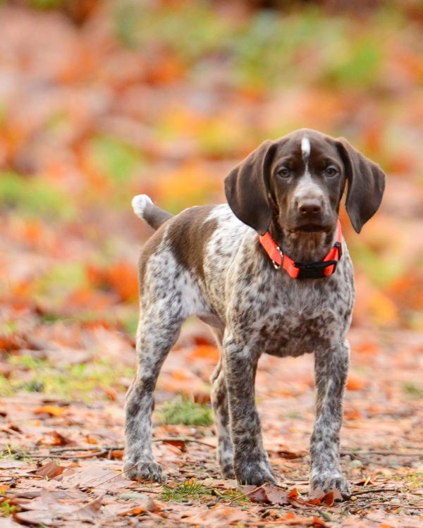 Pointer