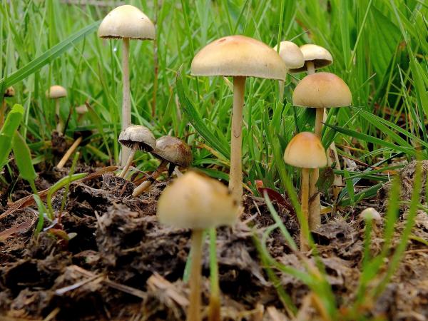 Poison fungus