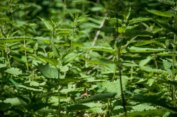 Poison ivy leaves