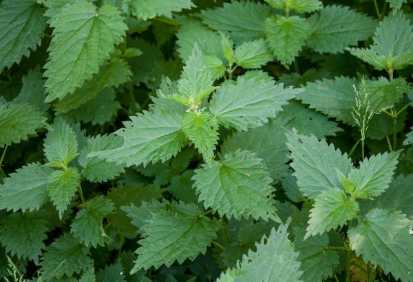 Poison ivy leaves