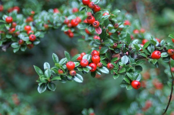 Red berries