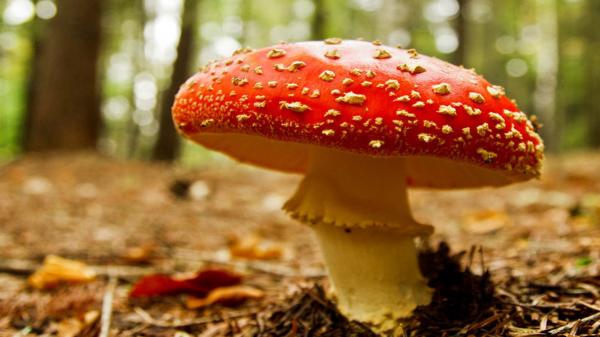 Poisonous mushroom.