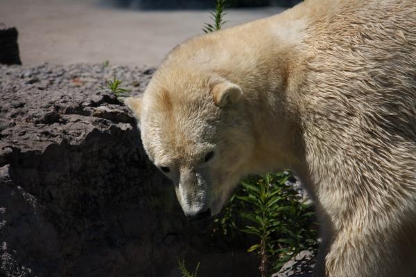 Polar Bear