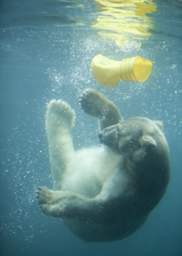 Polar bear