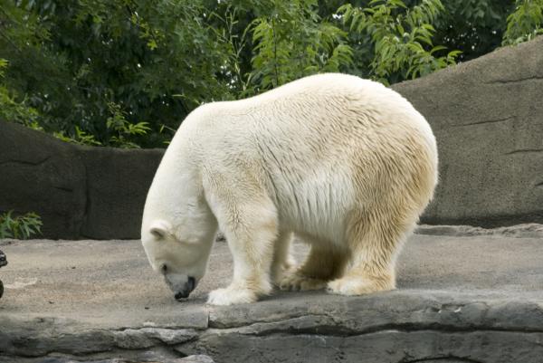 Polar Bear