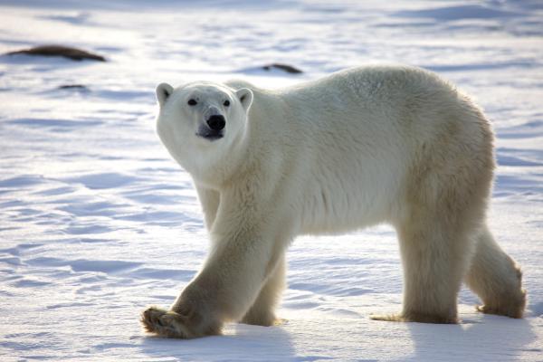Polar Bears