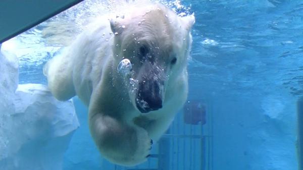 Polar Bear Underwater