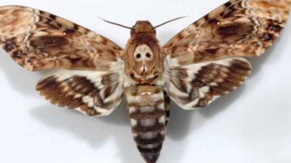 Polilla