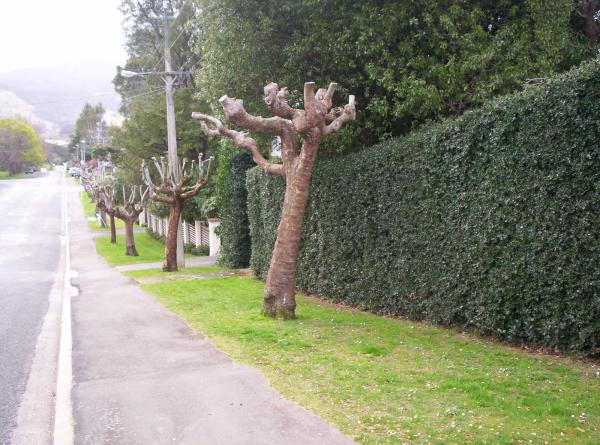 Pollarding