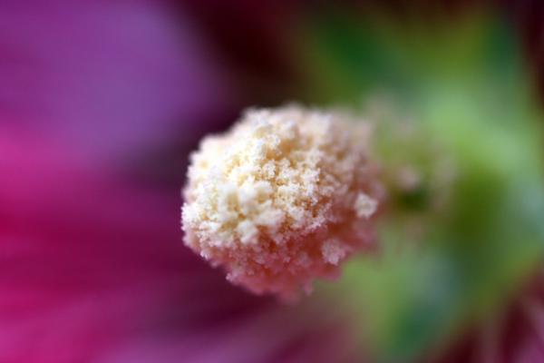 Pollen up close and personal