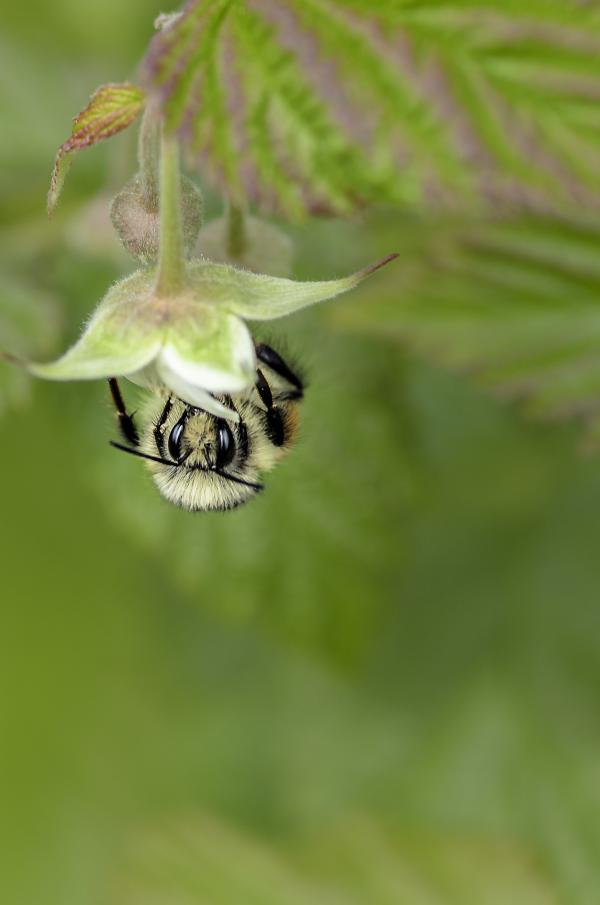 Pollinating