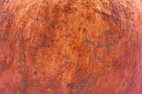 Pomegranate macro shot