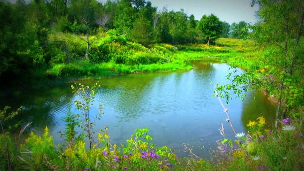 Pond