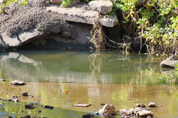 Pond