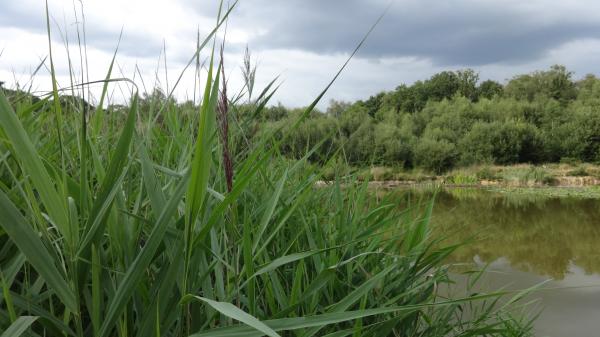 Pond in Southampton
