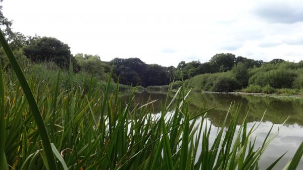 Pond in Southampton