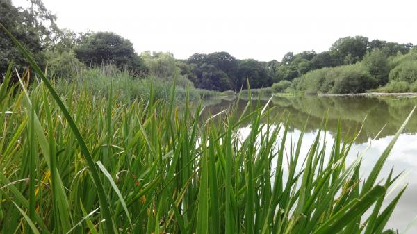 Pond in Southampton