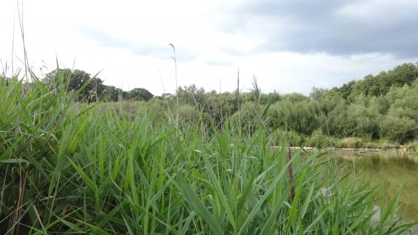 Pond in Southampton