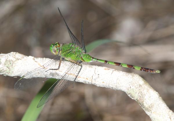 PONDHAWK, GREAT (Erythemis vesiculosa) (3-5-12) sabal palm sanctuary, near brownsville, tx -01
