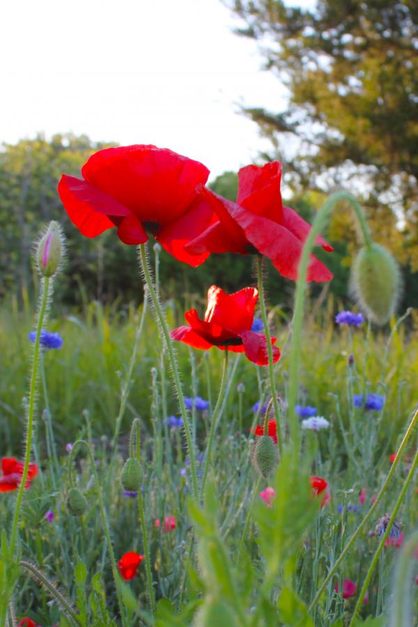 Poppies