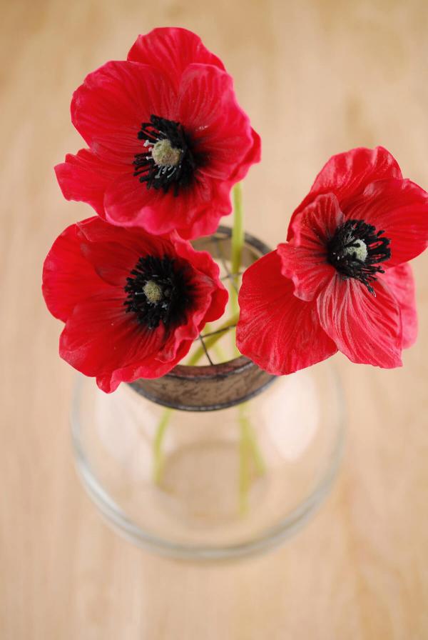 Red poppy flower