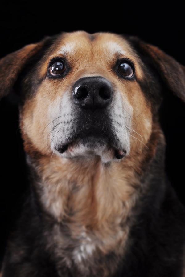 Portrait of a Dog