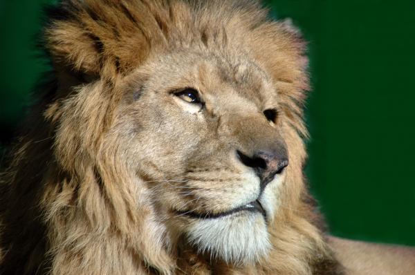 Portrait of a Lion, Lion green background