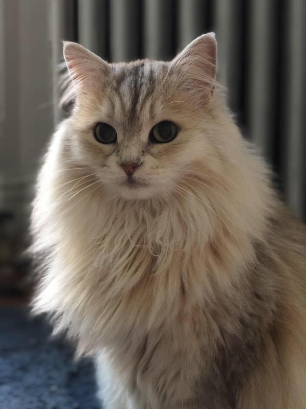 Portrait of Cat