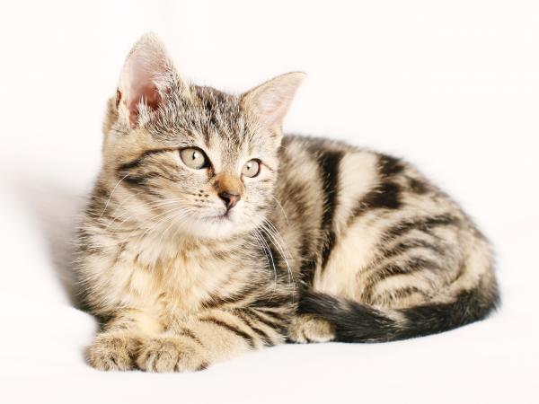 White background cat, Pose, Animal