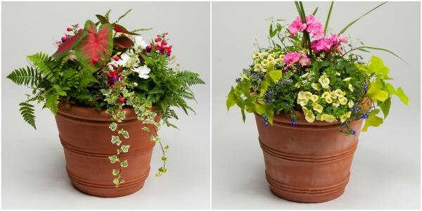 Pot of Flowers
