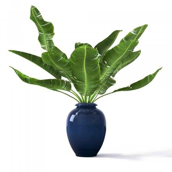 Pot Plant