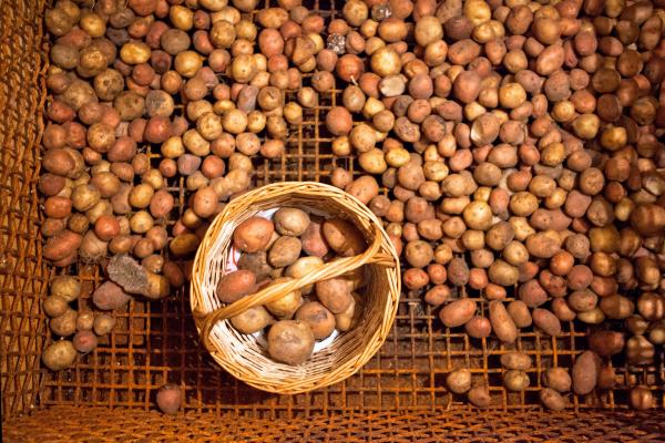 Potatoes in the cellar